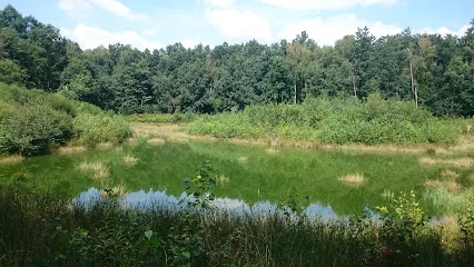 Lasy Włodawskie